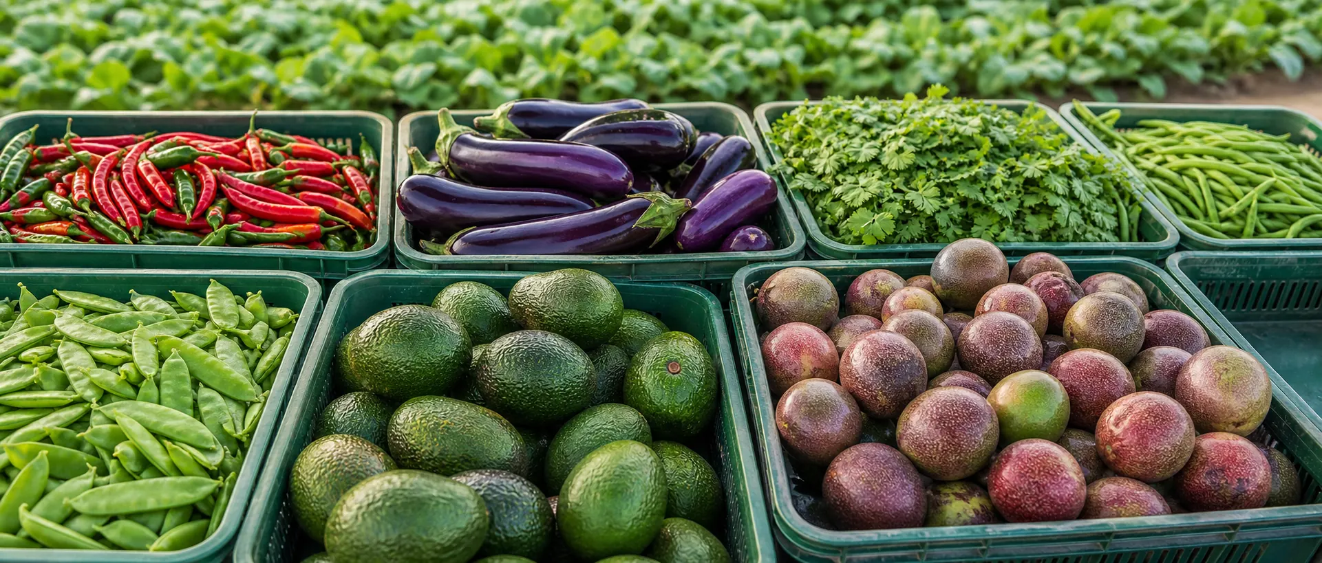 Crates filled with mixed fresh produce including chillies, aubergines, herbs, beans, peas, avocados and passion fruit.